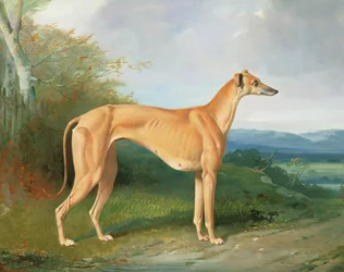 Die Windhündin Lydia